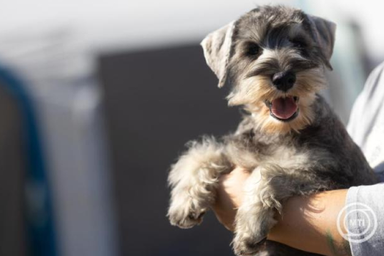 A háziállatok védelmére hívják fel a figyelmet a szilveszteri tűzijátékok idején az állatvédők