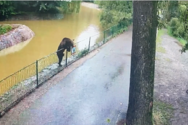 Éjszakánként bejár egy medve a marosvásárhelyi állatkertbe - Videó