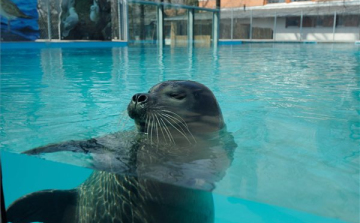 Fókabemutatót adtak át a Szegedi Vadasparkban